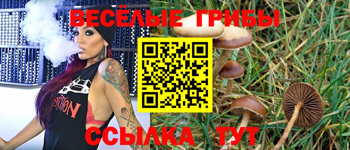 Кимры  что такое   Вход с VPN  Галлюциногенные грибы Cubensis 
